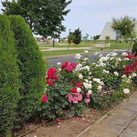 ели ابزور