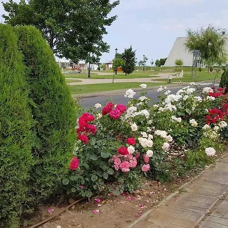ели Obzor